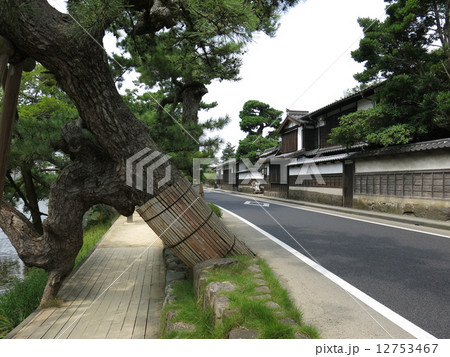 松江市の塩見縄手の街並み（武家屋敷・くぐり松） 12753467