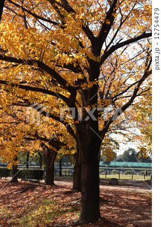 出羽公園(越谷市)2 出羽公園(越谷市)2 12754479