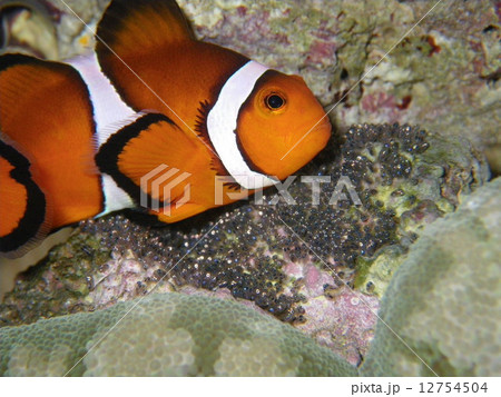 カクレクマノミ カクレクマノミ 12754504
