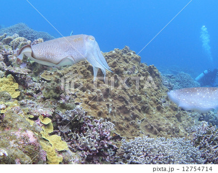 コブシメ 12754714