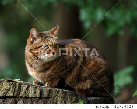 切り株に座る猫 切り株に座る猫 12754723