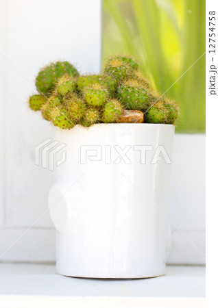 Cactus plant with white ceramic pot. 12754758