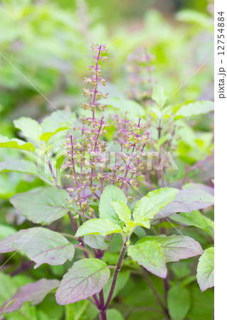Holy basil plant. 12754884