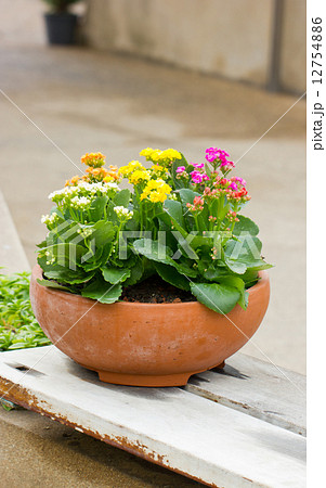 Kalanchoe flowers in clay pot. 12754886