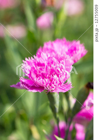 Pink dianthus flower. 12755009