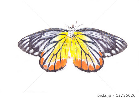 Yellow red butterfly (Painted Jezebel) isolated on white. 12755026