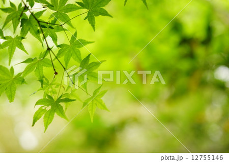 もみじ 12755146