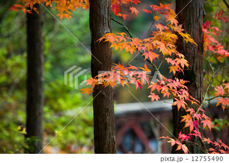 紅葉と木と橋 秋イメージ （長野県木曽郡大桑村野尻 阿寺渓谷） 12755490