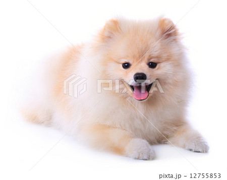white pomeranian puppy dog, cute pet 12755853