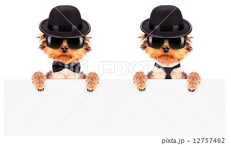 Dog dressed as mafia gangster with banner Dog dressed as mafia gangster with banner 12757462