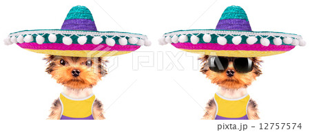 dog wearing a mexican hat 12757574
