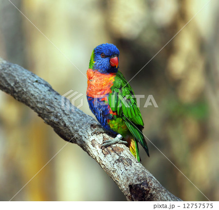 Rainbow lorikeet 12757575