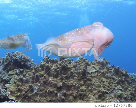 コブシメ 12757586