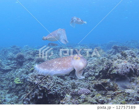 コブシメ 12757589