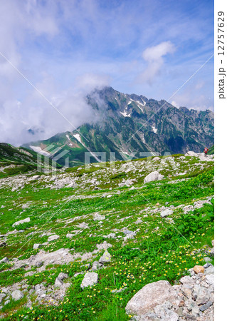 剱岳と高山植物 12757629
