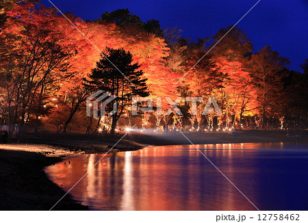 山中湖紅葉ライトアップ 12758462