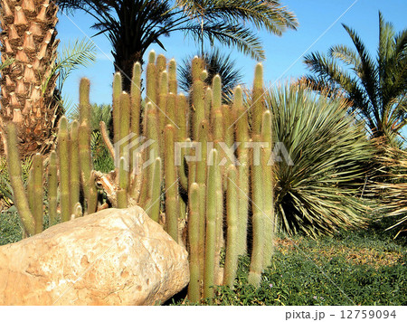 Ein Gedi Cleistocactus  2010 12759094
