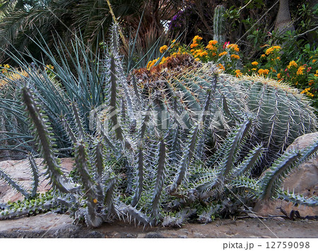 Ein Gedi Cacti thicket October 2010 12759098