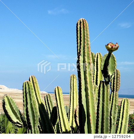 Ein Gedi San Pedro Cactus 2010 12759204