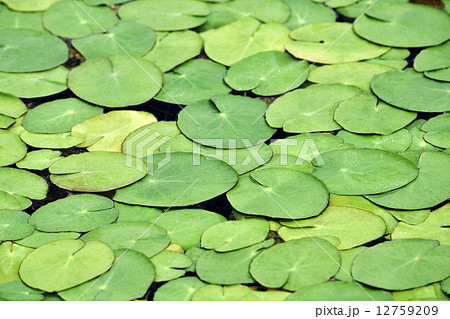 アサザ アサザ 12759209