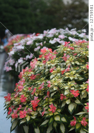 花の咲いた植え込みの写真素材