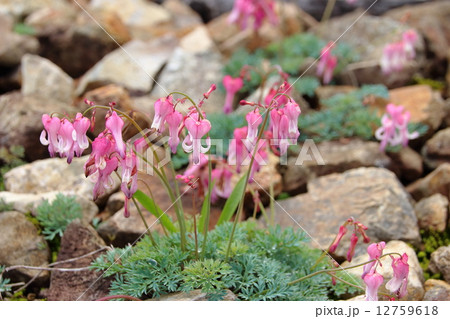 コマクサ コマクサ 12759618