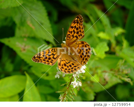 トラノオにとまるオオウラギンスジヒョウモン トラノオにとまるオオウラギンスジヒョウモン 12759954