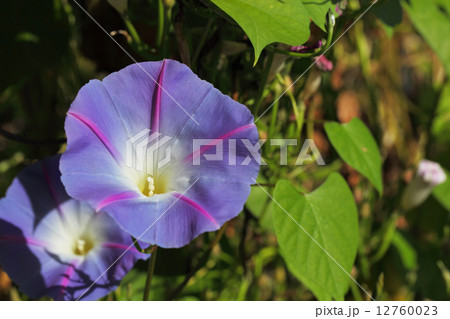 ソライロアサガオの花 ソライロアサガオの花 12760023