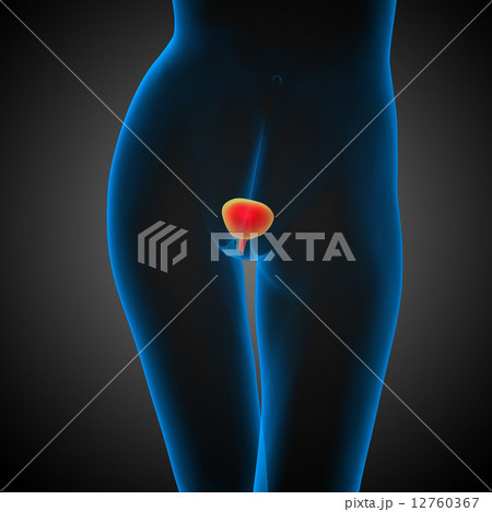 3d render medical illustration of the human bladder 12760367