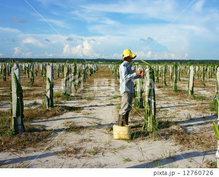 Asian farmer, agriculture farm, dragon fruit Asian farmer, agriculture farm, dragon fruit 12760726