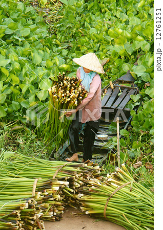 Asian farmer harvest water hyacith 12761251