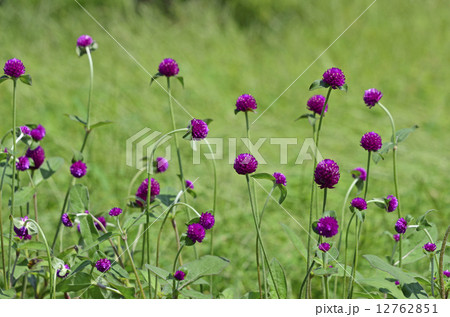 センニチコウ（千日紅） 12762851