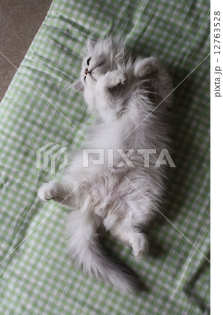 ゴロ寝する猫 12763528
