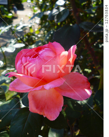 バラ バラ 12763834