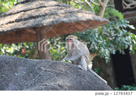 オナガザル オナガザル 12763837