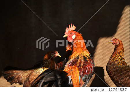 東天紅鶏の幼鳥 12764327