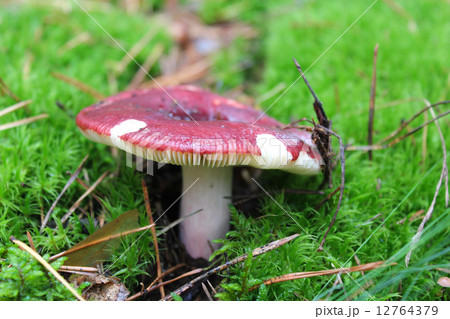 Beautiful mushroom of russula 12764379