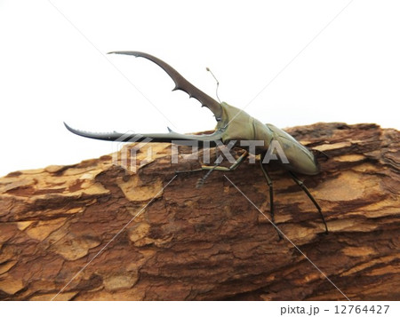 メタリフェルホソアカクワガタ樹木の上で 白背景 メタリフェルホソアカクワガタ樹木の上で 白背景 12764427