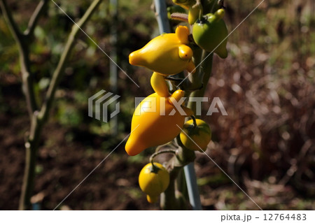 フォックスフェイス　ツノナス 12764483