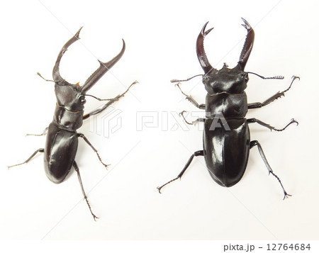 マンディブラリスフタマタクワガタとブケットフタマタクワガタ　白バック 12764684