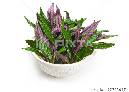 スイゼンジナ 12765047