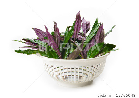 スイゼンジナ 12765048