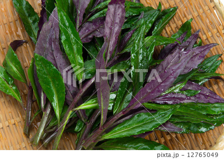 スイゼンジナ 12765049