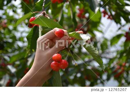 さくらんぼ狩り さくらんぼ狩り 12765207