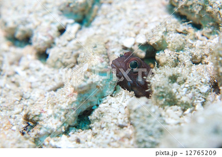 ジョーフィッシュ 12765209