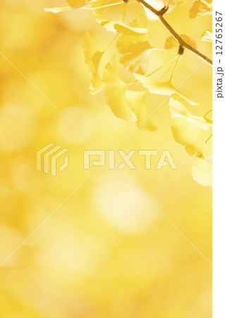 秋イメージ 12765267