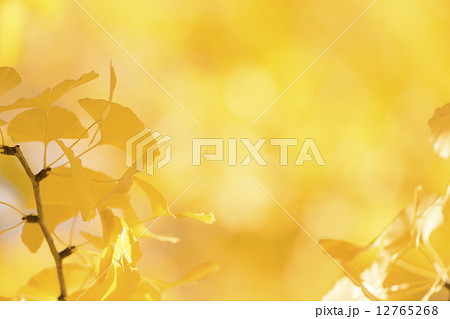 秋イメージ 12765268