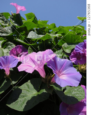 アサガオ・イメージ（０１） 12765368