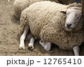 羊 12765410