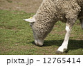 羊 12765414